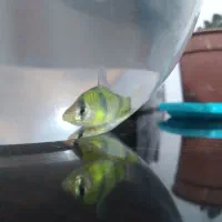 دو عدد ماهی تایگر