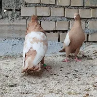 نرماده عروسک|پرنده|اندیمشک, |دیوار