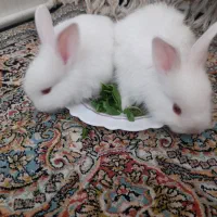 بچه خرگوش|موش و خرگوش|پرند, فاز ۴|دیوار