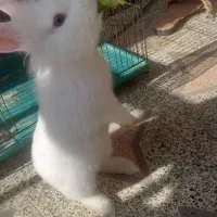 خرگوش|موش و خرگوش|شیراز, شهرک قمشه|دیوار