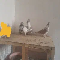 کفتر|پرنده|تهران, امیریه|دیوار