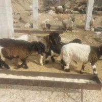 فروش کوه قوچ بختیاری همه رنگ