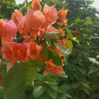 فروش انواع نهال فقط به صورت عمده|خدمات باغبانی و درختکاری|بندرعباس, |دیوار