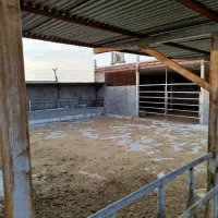 شراکت در گاوداری صنعتی با سود تضمینی