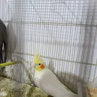 عروس هلندی|پرنده|گلبهار, شهر جدید گلبهار|دیوار