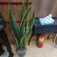 ۴عدد گلدان وگل مختلف|گل و گیاه طبیعی|رشت, چمارسرا|دیوار