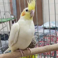 عروس هلندی لوتینو با جوجه