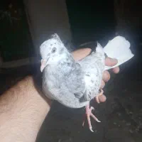 کفتر گمشده