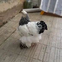 مرغ برهما بالغ