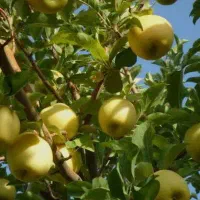 سیب سفید و قرمز