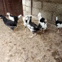 فروش جوجه گلین