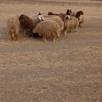 بره