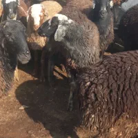 بره نر|حیوانات مزرعه|کرج, خرمدشت|دیوار