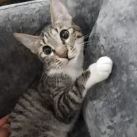 گربه dsh ماده ۱۱ ماهه ،عقیم شده