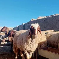 میش‌سنجابی‌جوان|حیوانات مزرعه|کرمانشاه, |دیوار