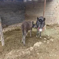 فروش اسب|اسب و تجهیزات اسب‌سواری|طسوج, |دیوار