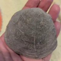 فسیل|کلکسیون اشیاء عتیقه|کرج, ساماندهی|دیوار