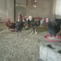 خروس مجلی جوان