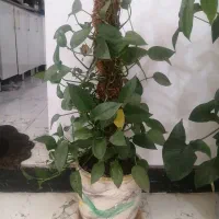 گل و گلدان|گل و گیاه طبیعی|شیراز, کوشک بیدک|دیوار