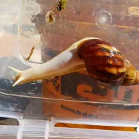 سلام فروش حلزون از۱ماه تامولد|خزنده|خرمآباد, |دیوار