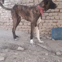 واگذاری توله ماده افغان ۸ماه