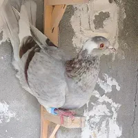 ۲۰ تا کفتر زدخوردی|پرنده|قائن, |دیوار