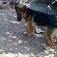 ژرمن‌باهوش‌۱۰ماهه