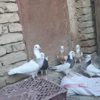 ۶تا کفتر طوقی|پرنده|کبودرآهنگ, |دیوار