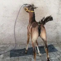 کره مادیون دوسرشاهزاده سین۷ماه|اسب و تجهیزات اسب‌سواری|شیراز, دروازه قران|دیوار