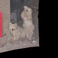 سگ اشتپیز تریر