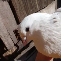 کبوتر|پرنده|رودسر, |دیوار