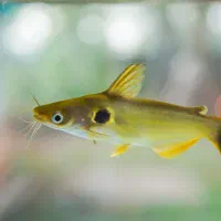 ماهی و آکواریوم|ماهی|یزد, |دیوار