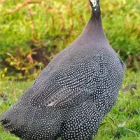 مرغ شاخدار ماده دارم معاوضه با نر