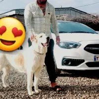 گمشده|حیوانات|بهارستان, |دیوار