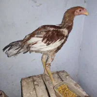 جوجه لاری اصل|حیوانات مزرعه|یزد, |دیوار