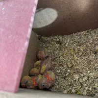 کوتوله فیشر طلایی بهترین رنگ