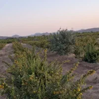 زرشک اناری سربیشه