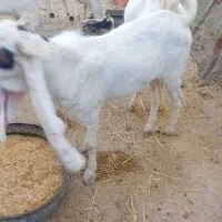 بز  نر|حیوانات مزرعه|هیدوچ, |دیوار