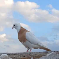 کبوتر طوقی زرد