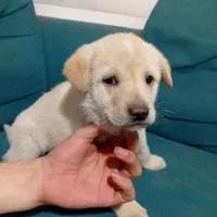 واگذاری طوله ماده سرابی|سگ|بهارستان, |دیوار