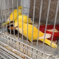 ردچیک سانچیک گرینچیک مونچیک|پرنده|اصفهان, عطار نیشابوری|دیوار