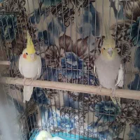 عروس هلندی مولد با جوجه هاش|پرنده|کرج, خرمدشت|دیوار