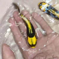 مایان کوی باله شیری