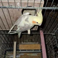 یک جفت عروس هلندی سالم و کار داده|پرنده|قزوین, |دیوار