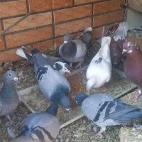 کبوترپلاکی|پرنده|شاهین‌شهر, خانه کارگر|دیوار