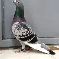 کفتر سرخ کرمونی نر