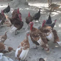 بوقلمون نر وماده|حیوانات مزرعه|مشهد, شهرک امام هادی (شهرک غرب)|دیوار