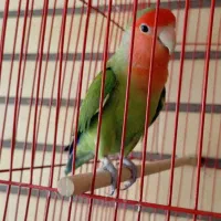 عروس هندی یک جفت ویک عددطوطی برزیلی عشت ماهه|پرنده|دزفول, |دیوار