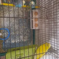 مرغ عشق زرد .سفید دو عدد آبی|پرنده|مسجد سلیمان, |دیوار