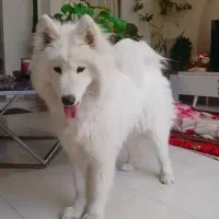سگ نژاد سامویید